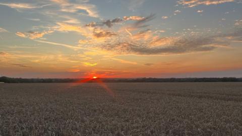 The sun in an orange blue sky sinks into the horizon with a cornfield in the foreground