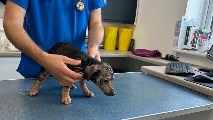 small dog being examined by male vet
