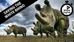 Saving the white rhinos